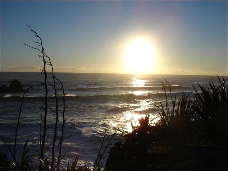 DSC01360_seal colony cape foulwind westport